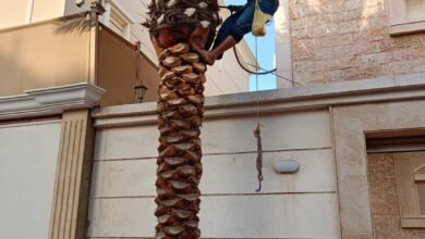 زراعة وتكريب النخيل بالرياض