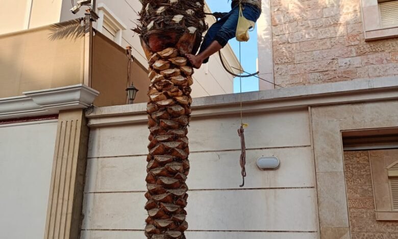 زراعة وتكريب النخيل بالرياض