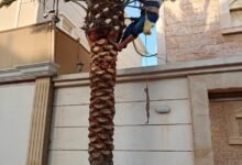 زراعة وتكريب النخيل بالرياض